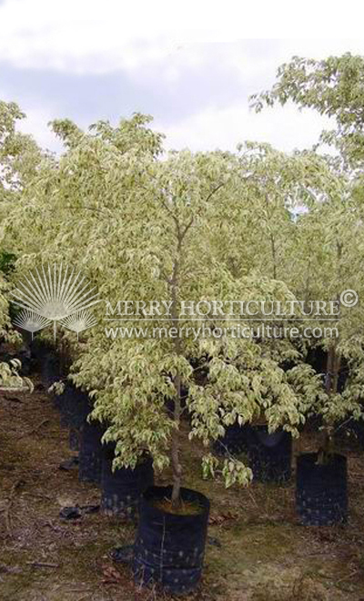 Ficus variegated